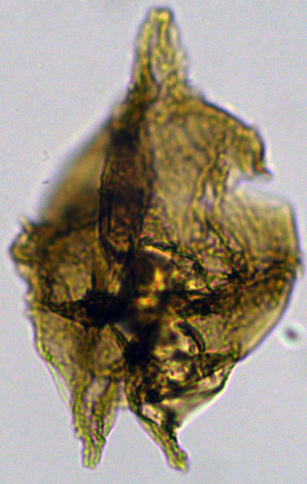 Cerodinium cpx cf wardenense Cwa32XCC0251082a.jpg